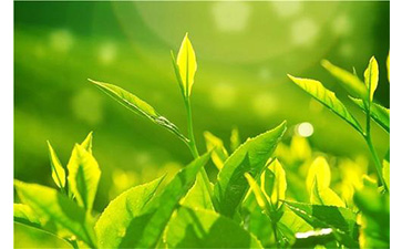茶叶羞羞视频在线观看网站溯源系统具有哪些优势价值?