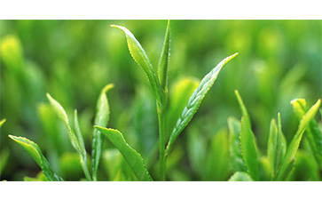 茶叶质量追溯管理系统可以实现哪些功能?具有哪些优点?