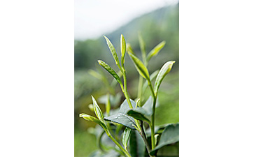 茶叶二维码羞羞视频在线观看网站标签可以带来哪些优势价值已经特点?